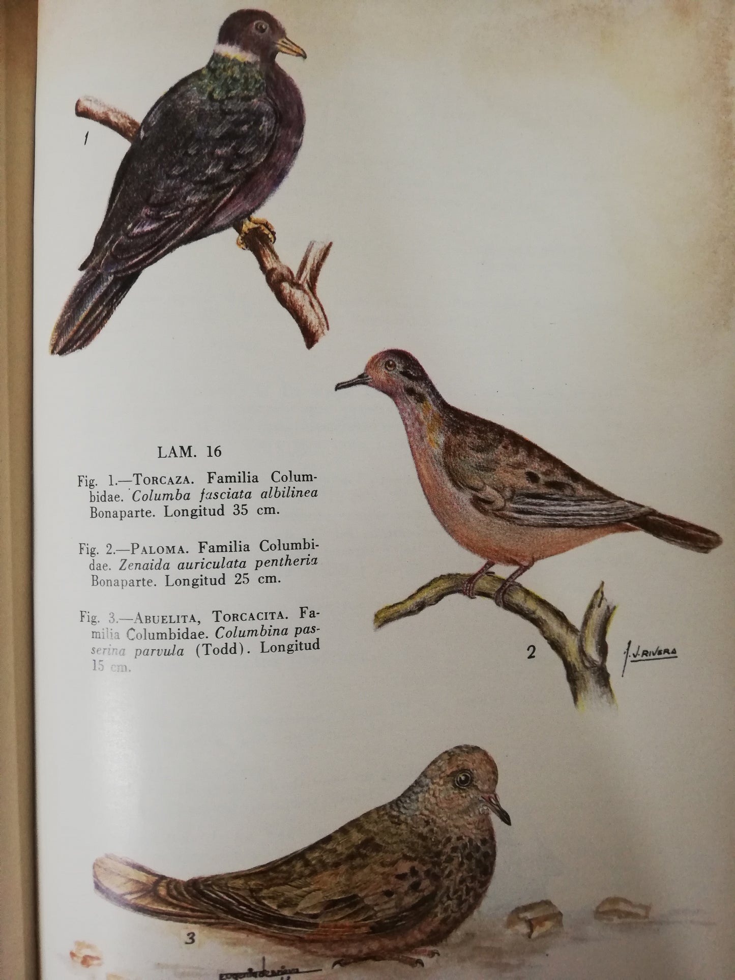 AVES DE CUNDINAMARCA - ANTONIO OLIVARES